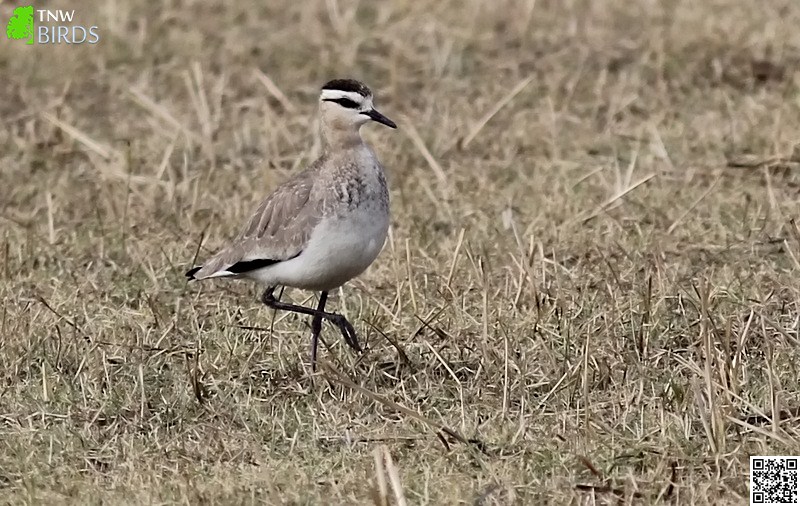 Sociable Lapwing